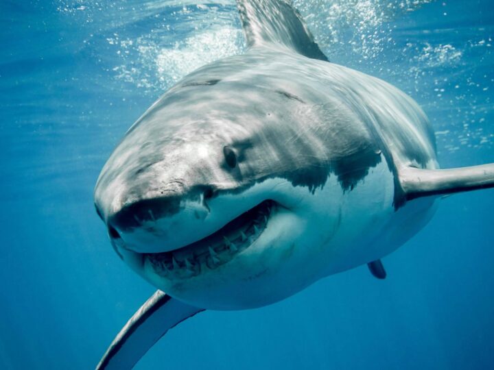 Great white sharks still active in the Mediterranean.