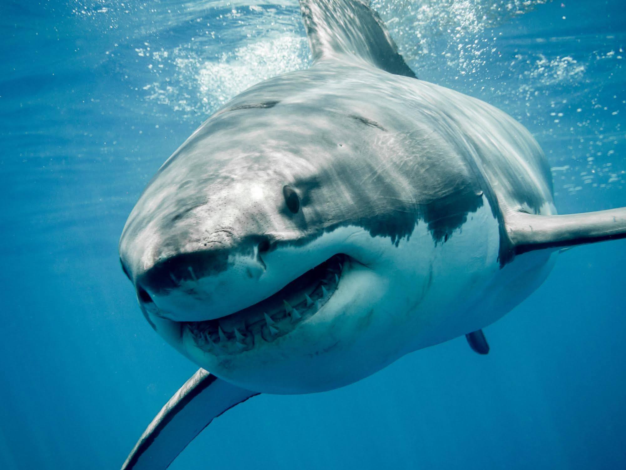 Great white sharks still active in the Mediterranean.