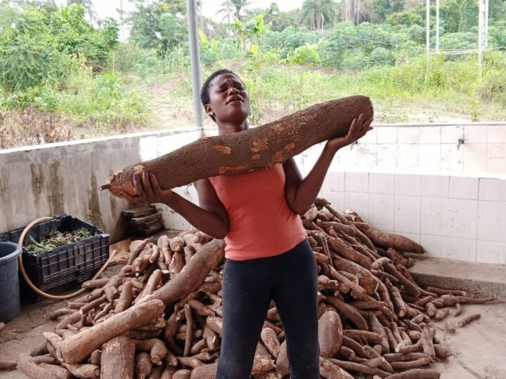 Huge Cassava Breed Harvested in Eziobodo, FUTO Host Community, Imo State