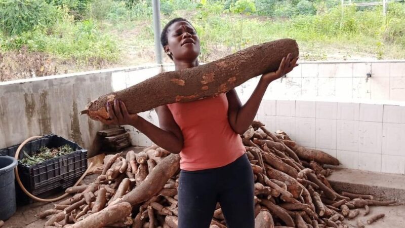 Huge Cassava Breed Harvested in Eziobodo, FUTO Host Community, Imo State