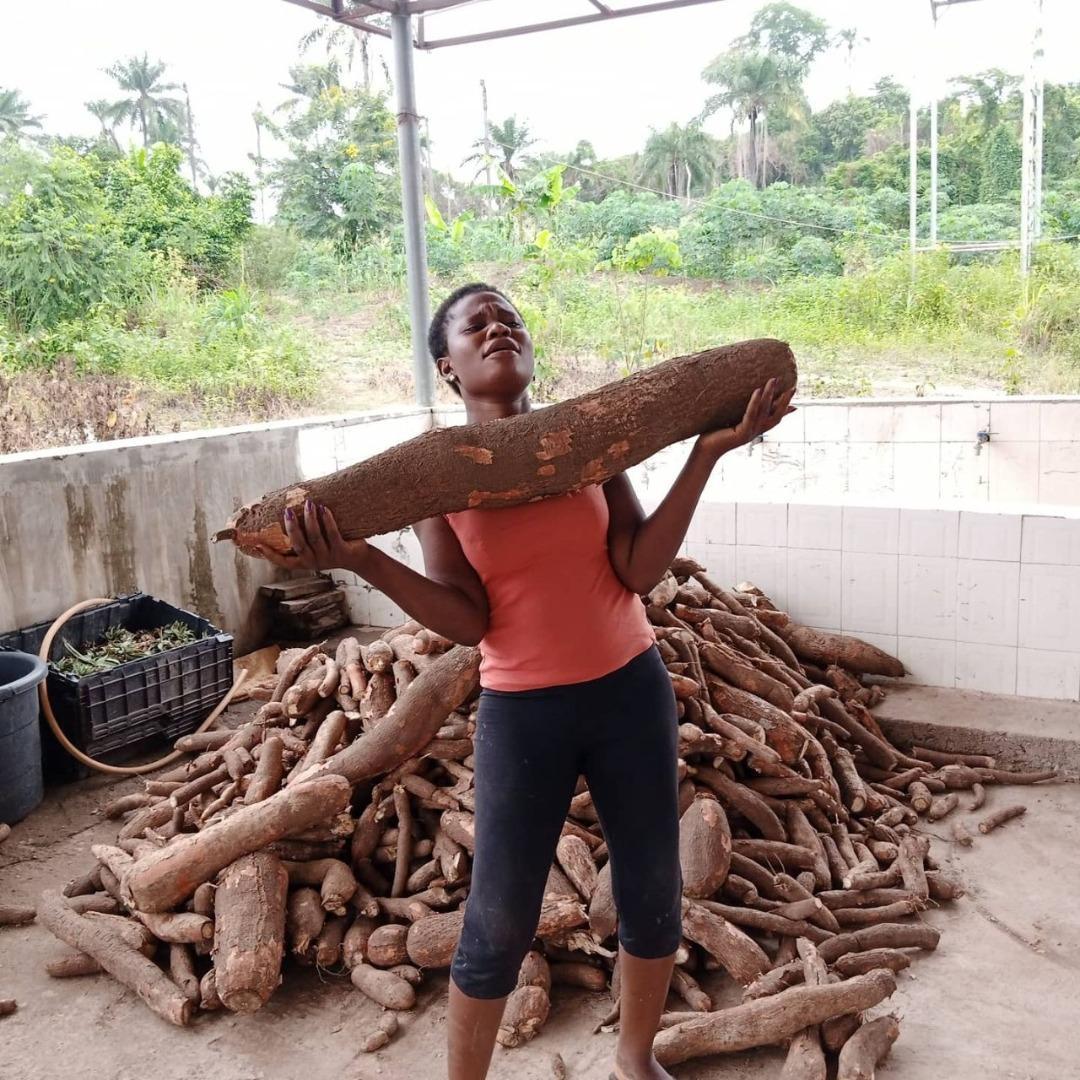 Huge Cassava Breed Harvested in Eziobodo, FUTO Host Community, Imo State